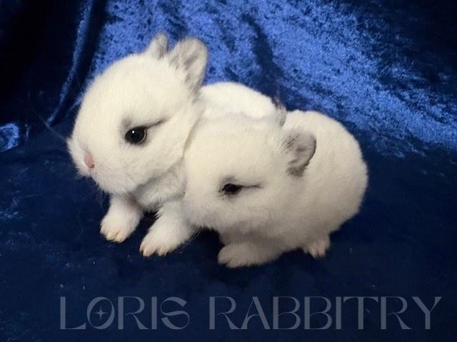 ネザーランドドワーフ