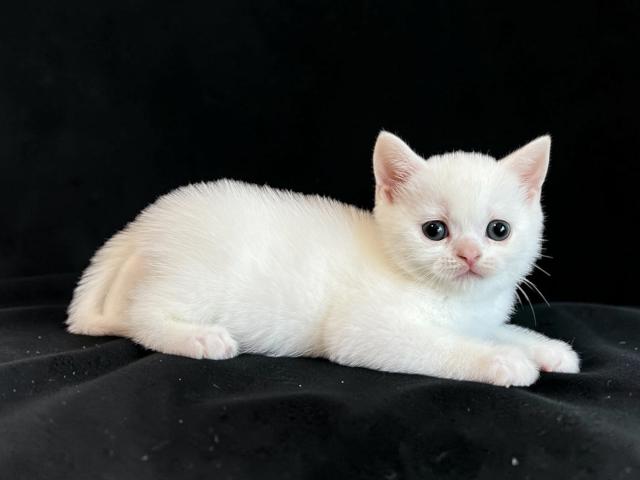 スコティッシュフォールド