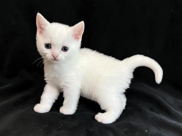 スコティッシュフォールド