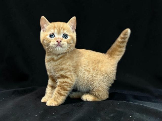 スコティッシュフォールド