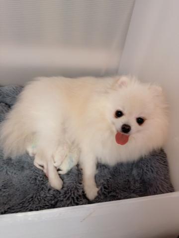 ポメラニアン