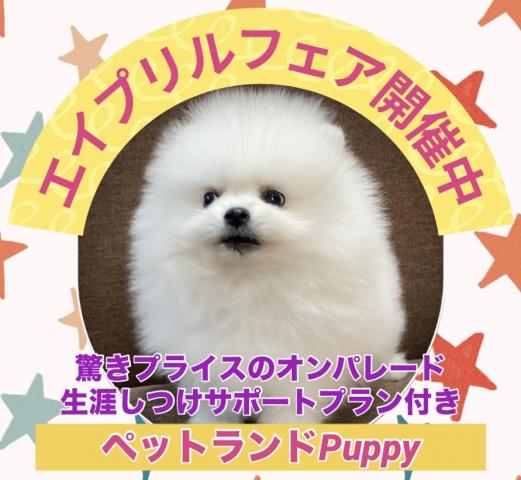 💕ペットランドPuppy💕ブリーダー直販店💕
