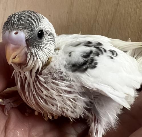 白ハルクイン／グレー