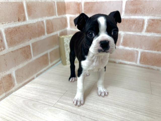 ボストンテリア