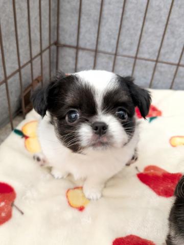 チワワ（ロングコート）