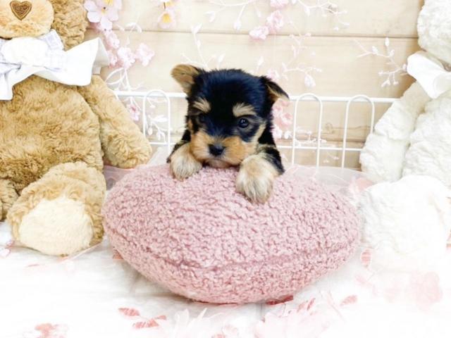 ヨークシャーテリア