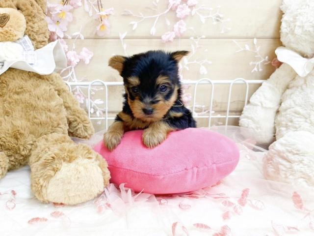 ヨークシャーテリア