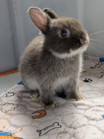 ネザーランドドワーフ チョコレートオター