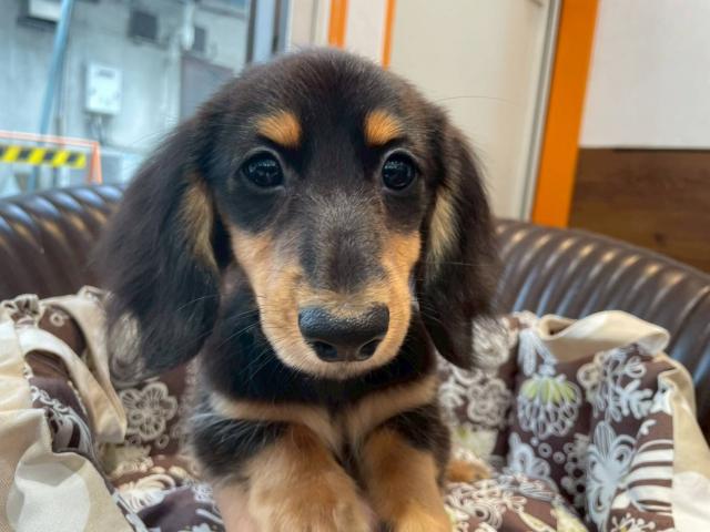 ミニチュアダックスフンド