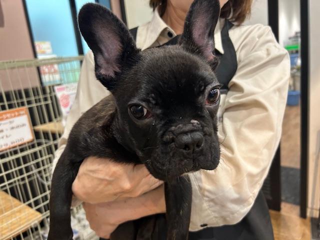 フレンチブルドッグ