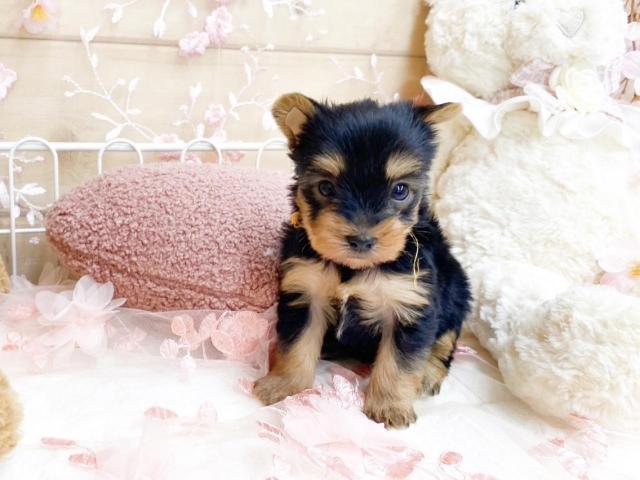 ヨークシャーテリア