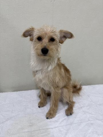 ポメラニアン✕トイプードル