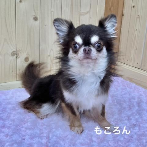 チワワ（ロングコート）