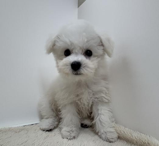 ビションフリーゼ