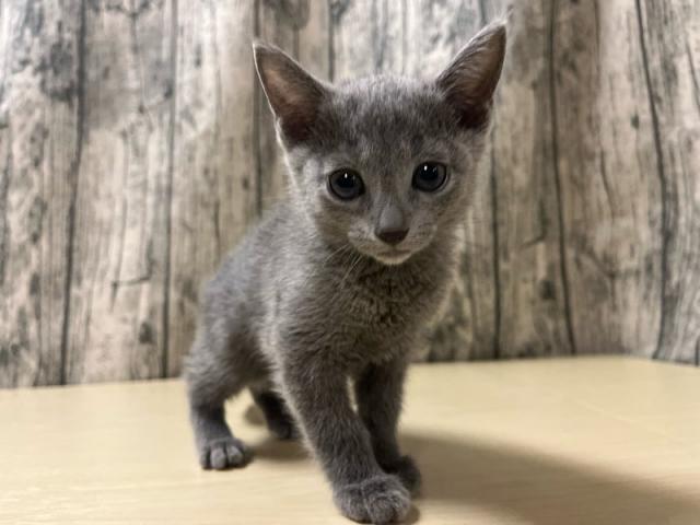 ロシアンブルー