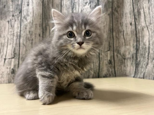 マンチカン　（足長）