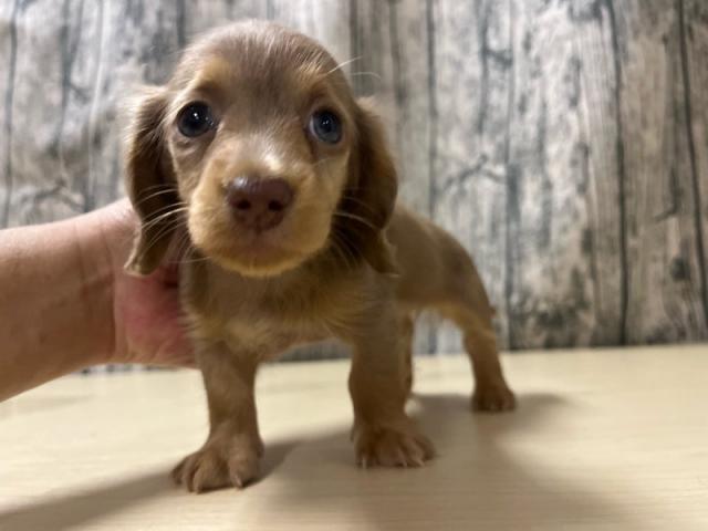 ミニチュアダックスフンド