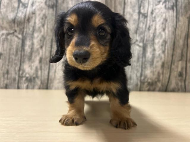 カニンヘンダックスフンド