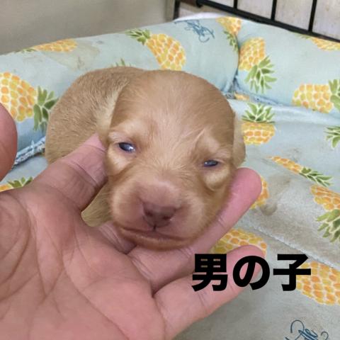 ミニチュアダックスフンド