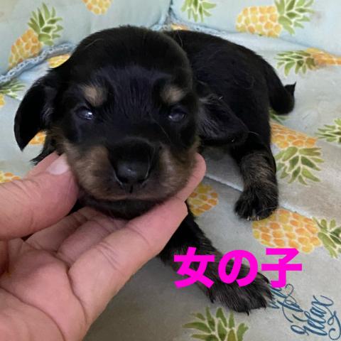 ミニチュアダックスフンド