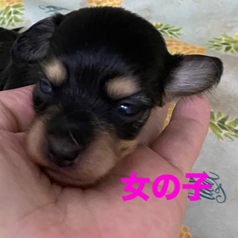 ミニチュアダックスフンド