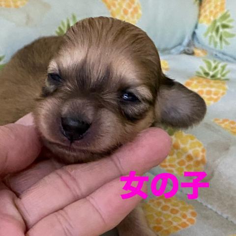 ミニチュアダックスフンド