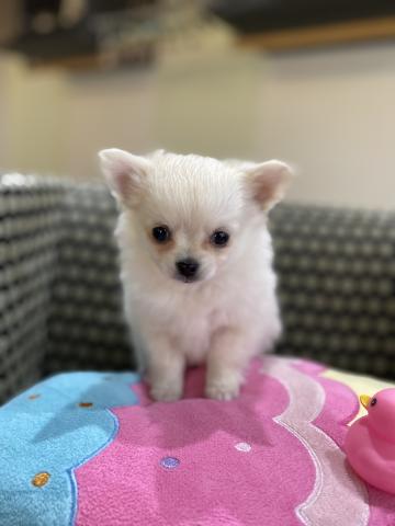 チワワ（ロングコート）