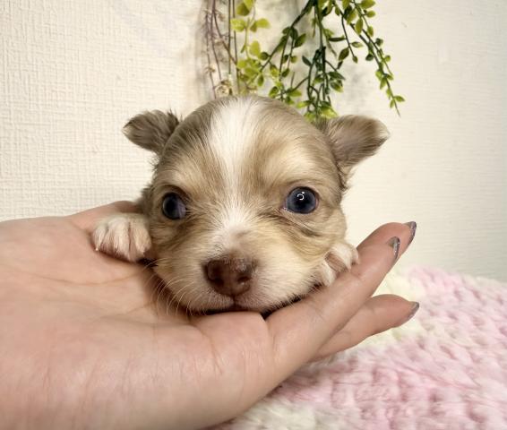 チワワ（ロングコート）