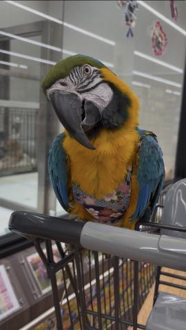 ルリコンゴウインコ