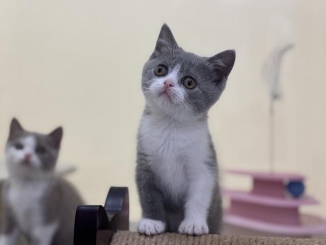 ブリティッシュショートヘア