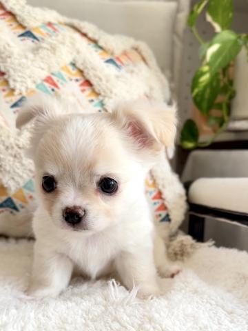 チワワ（ロングコート）