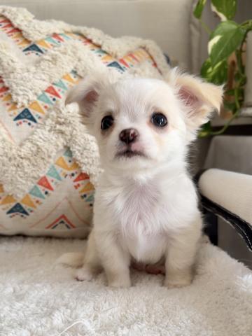 チワワ（ロングコート）