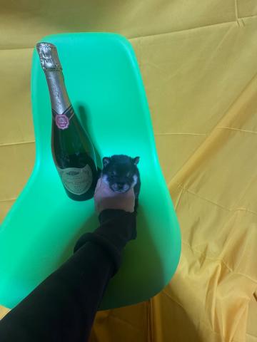 柴犬超極小豆柴2.4kg成犬時予想✨