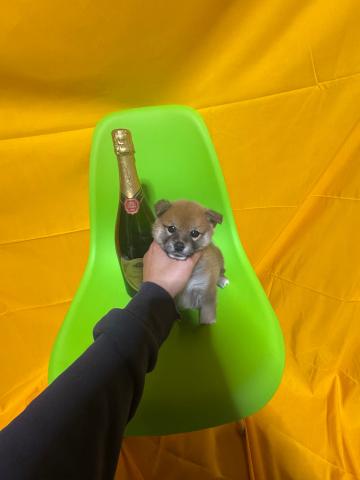 柴犬極小豆柴2.9kg成犬時予想✨