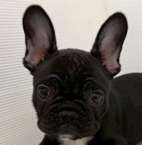 フレンチブルドッグ