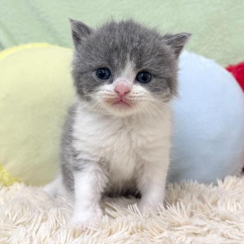 ブリティッシュショートヘア