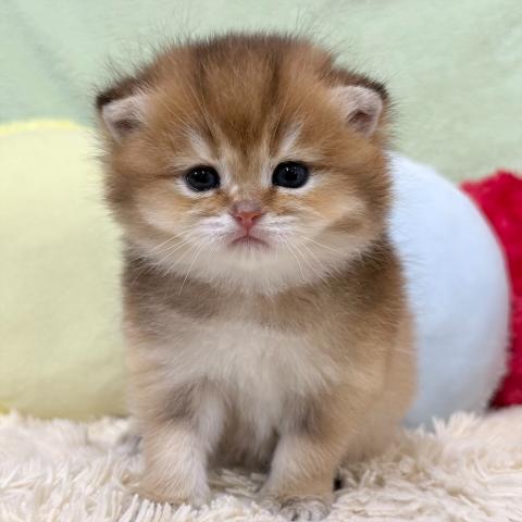 ブリティッシュショートヘア