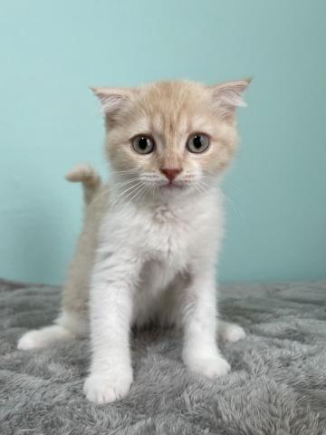 スコティッシュフォールド