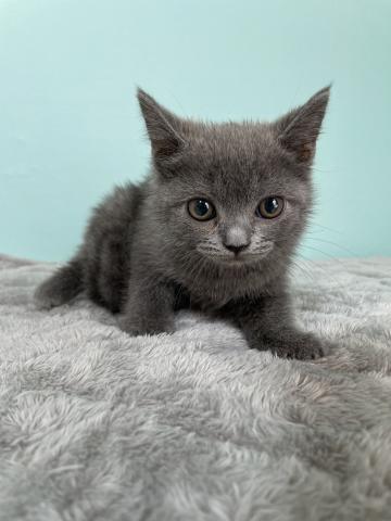 ブリティッシュショートヘア