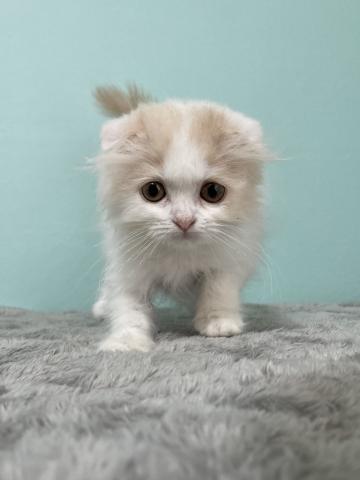 スコティッシュフォールド