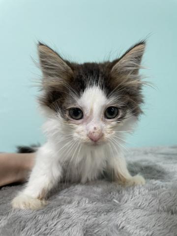 ノルウェージャンフォレストキャット