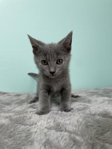 シャルトリュー