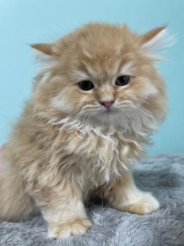 ミヌエット（旧ナポレオン）