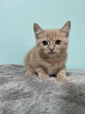 アメリカンショートヘアー