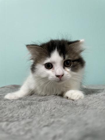 スコティッシュフォールド