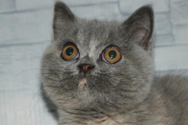 ブリティッシュショートヘア（260328）