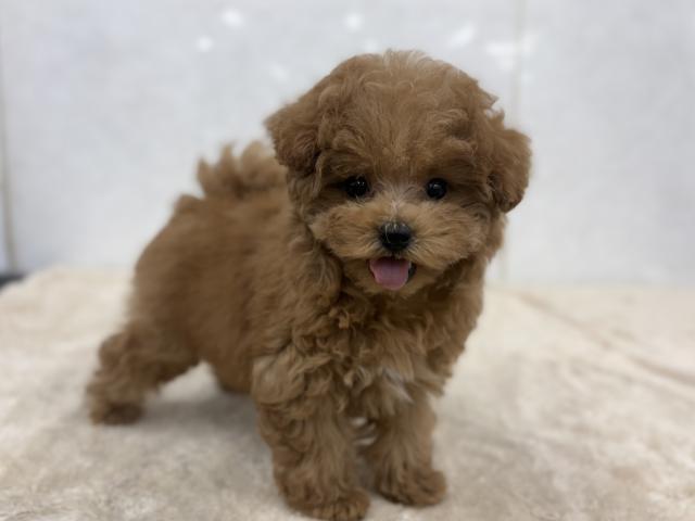 ハーフ(マルチーズ&トイプードル)