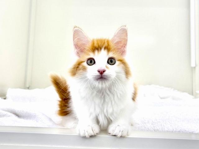 メインクーン816