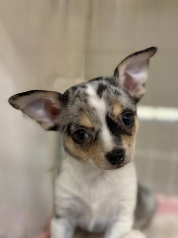 チワワ（スムースコート）