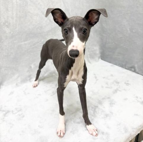 イタリアングレーハウンド